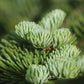 Living Christmas Tree | Seed Grow Kit
